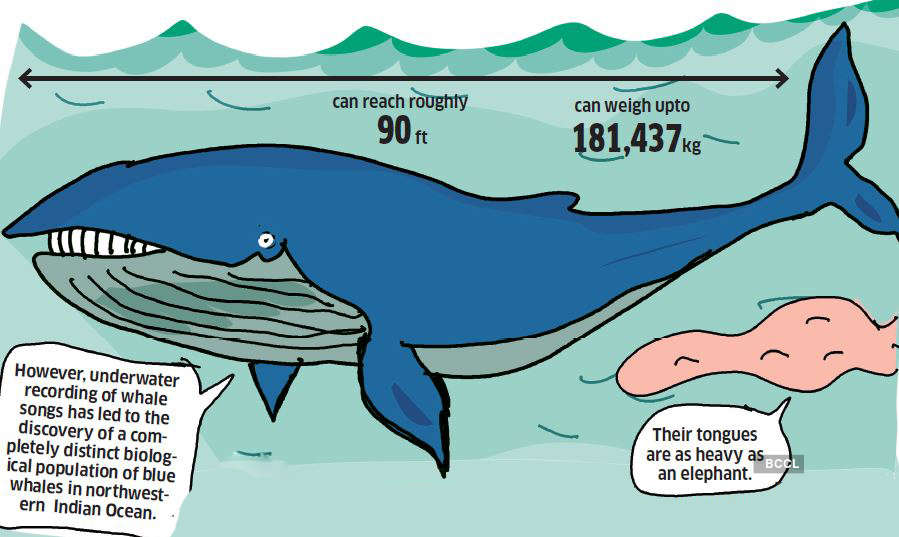 How dense are the bones of blue whales compared to those of other whale  species? - Quora