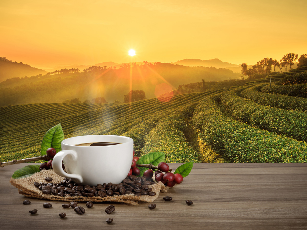 Can't do without the morning cup of joe? Your caffeine addiction can