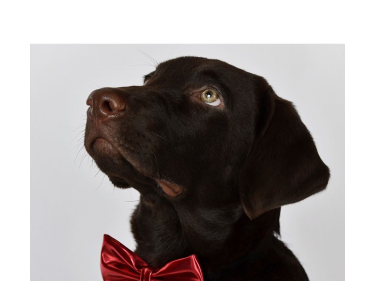 silver bow labradors