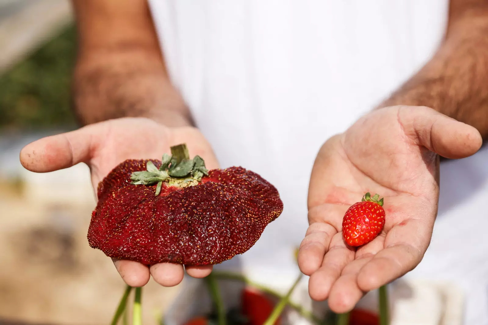 Largest Strawberry Mammoth Israeli Strawberry Becomes The Heaviest And Largest Berry In The World The Economic Times