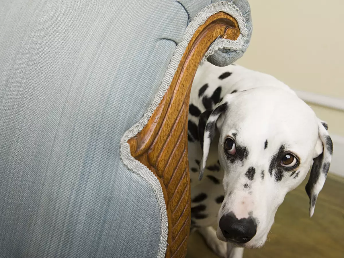 dog stress: Yawning & lifting the front paw may mean your dog is ... - Paw Trimming For Dogs With Anxiety