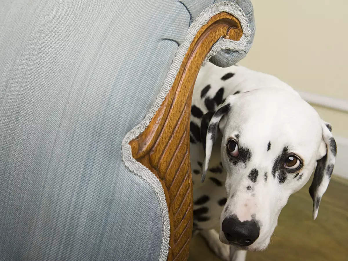 what does it mean when your dog stares at the wall