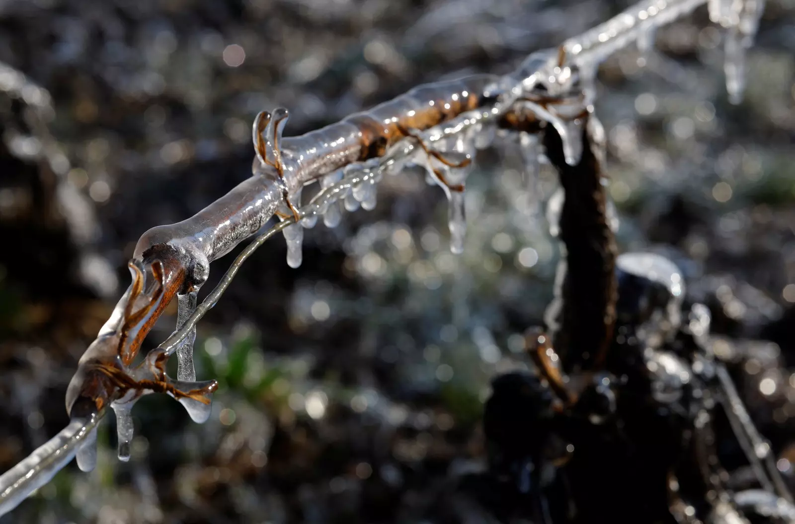 French wine Climate change will hurt your glass of wine. Late frost