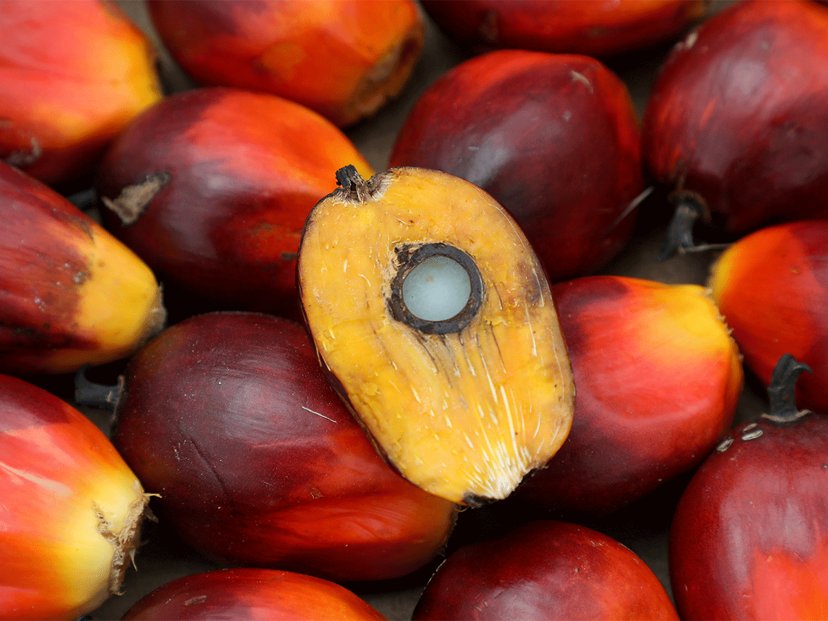 Indonesia palm oil ban: From spreads to shampoo, Indonesia's palm oil ...