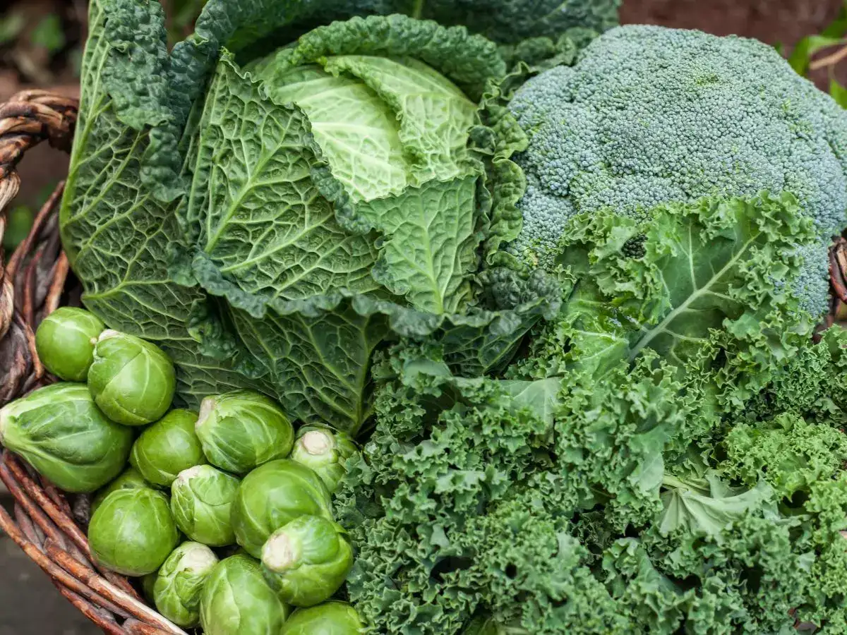 colon cancer: From whole grains to beans, some food items that can prevent  colon cancer - The Economic Times