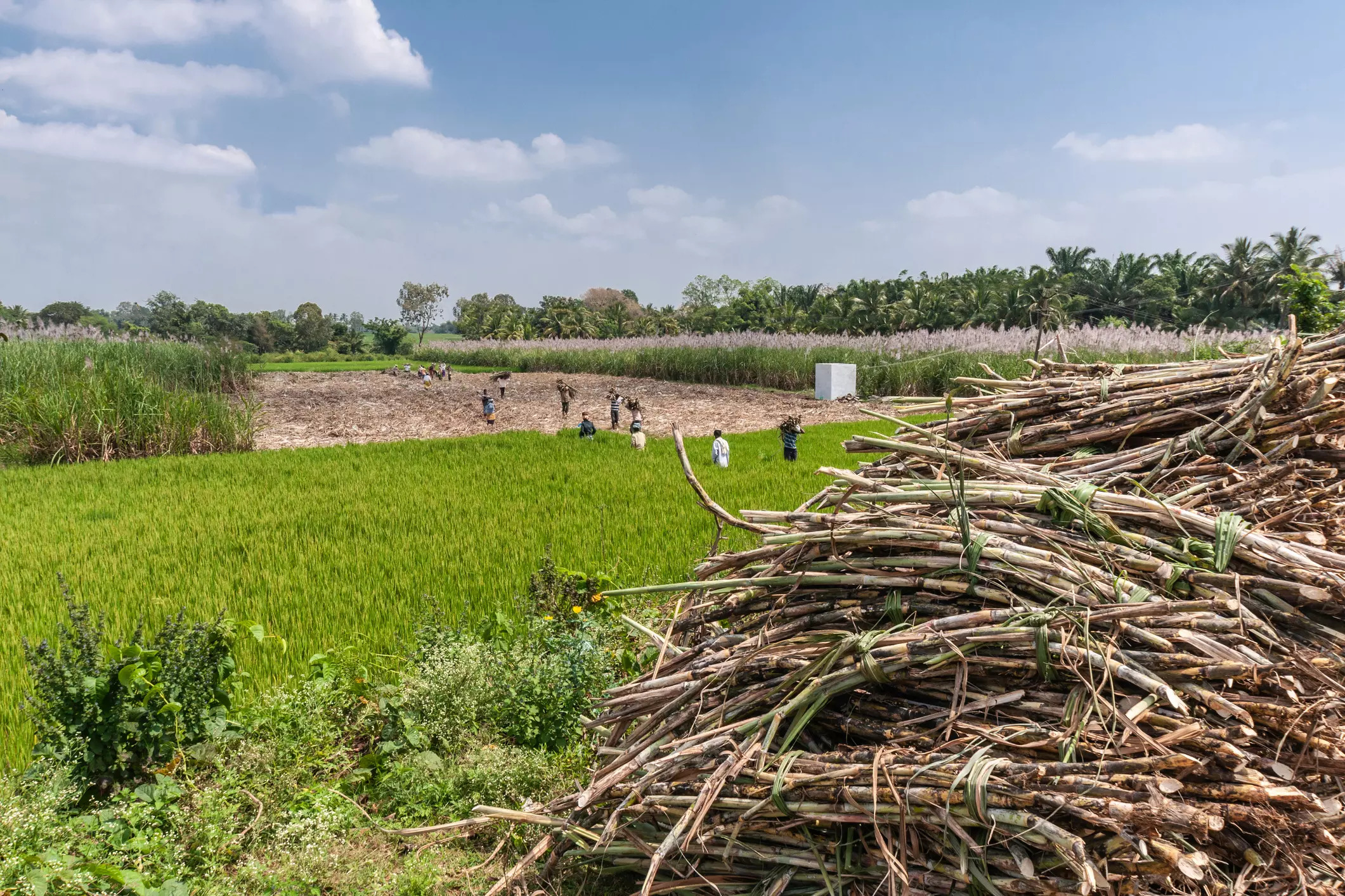 sugarcane harvest istock
