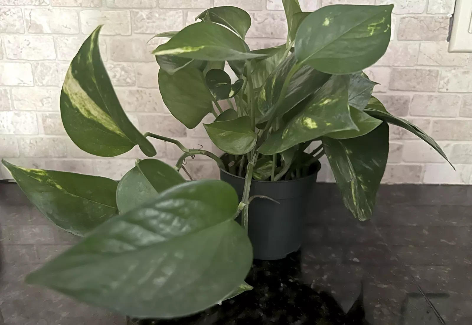 Pretty But Toxic Watch Toddlers Around These Houseplants 