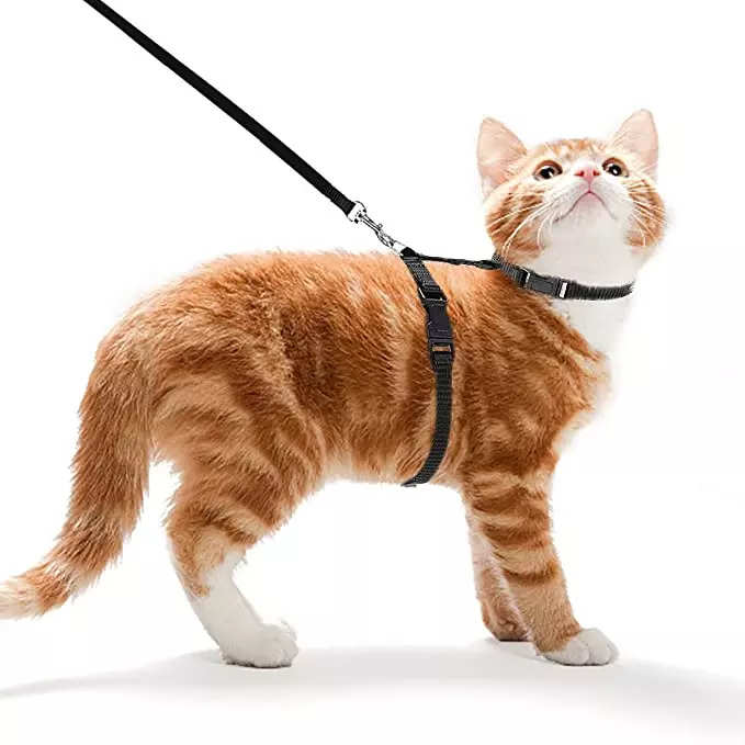 Cat Harness & Leash