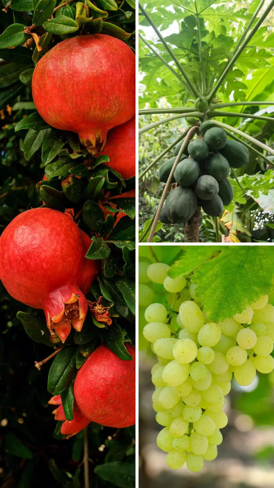 10 fruits to increase hemoglobin levels naturally