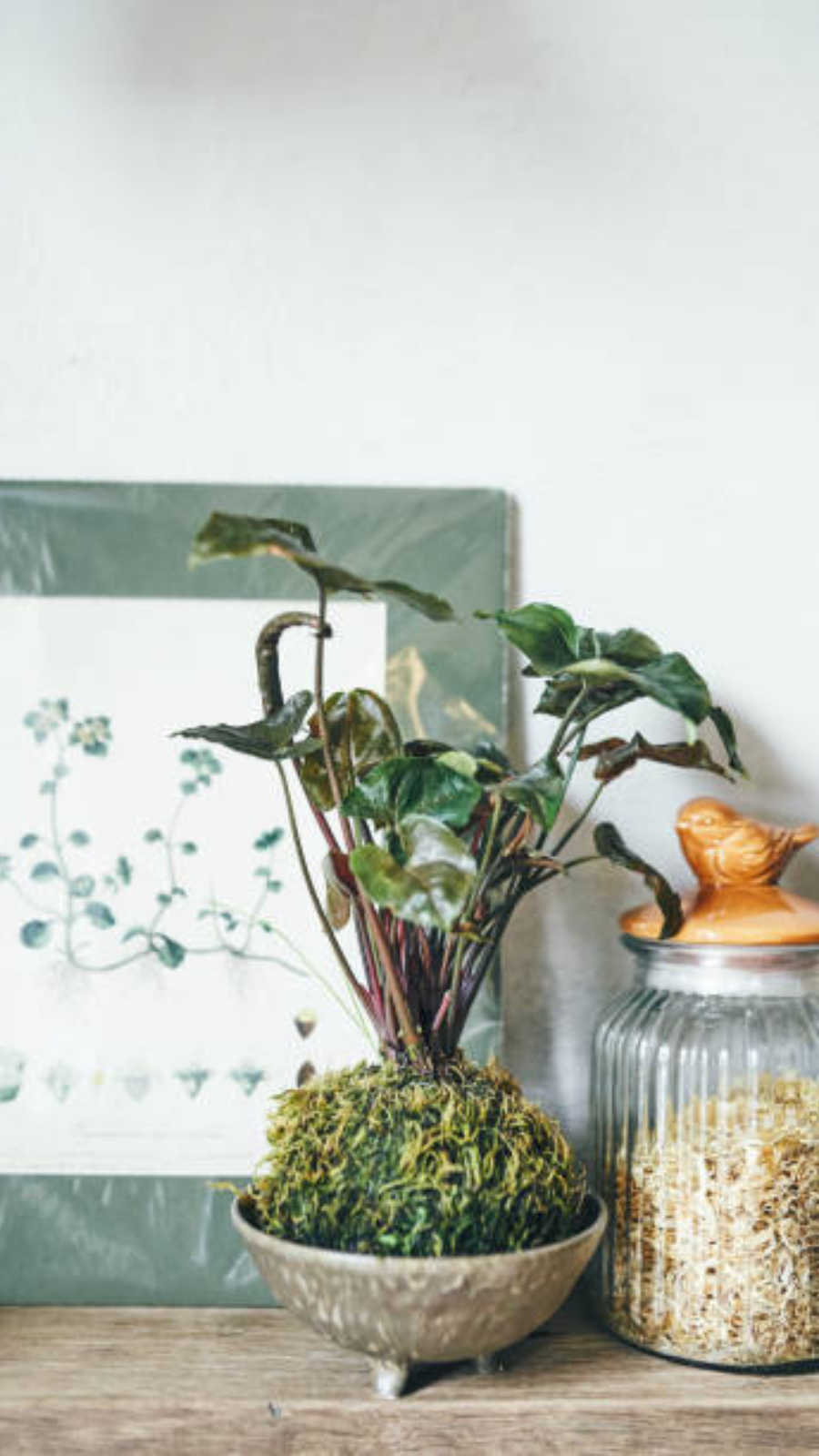 Best houseplants for your kitchen