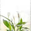 lily canna flower Bengal Tiger Canna Lily main image 0