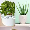 Aloe vera to lily: Popular houseplants poisonous for your dog |  EconomicTimes