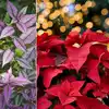 indoor plants: Colourful houseplants that will brighten your home like no  other | EconomicTimes