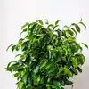 indoor oxygen plants: Incredible indoor plants that release oxygen at night  | EconomicTimes
