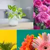 10 best plants for air purification, approved by NASA | EconomicTimes