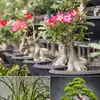 indoor hanging plant holders Modern No-Tail Macramé Hanging Plant Shelf, 12