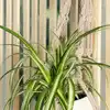 Tips to make your spider plant bushier and more beautiful | EconomicTimes