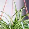 Tips to make your spider plant bushier and more beautiful | EconomicTimes