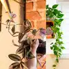 8 fastest-growing houseplants to bring home | EconomicTimes