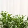 Houseplants that produce the highest amount of oxygen | EconomicTimes