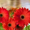 Houseplants that produce the highest amount of oxygen | EconomicTimes