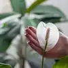 benefit of spider plant Spider Plant Care - How to Grow Chlorophytum comosum
