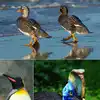 What Species of Birds Cannot Fly: Discover Flightless Wonders