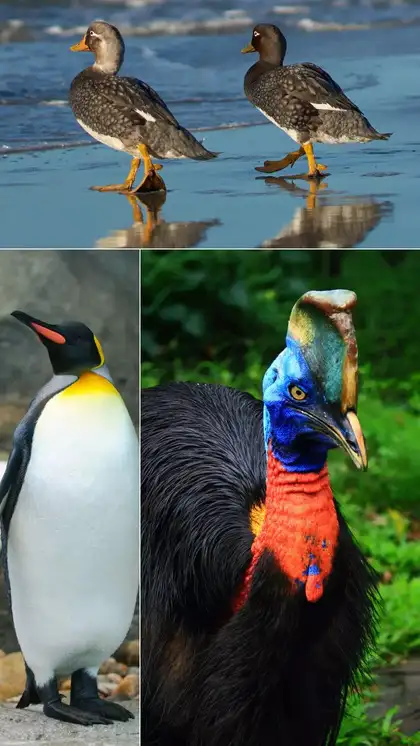What Species of Birds Cannot Fly: Discover Flightless Wonders
