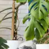 Best pet friendly plants to keep in your house | EconomicTimes