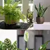 indoor banana plant for sale Hardy Banana Plant For Sale – Logee's Plants