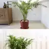 10 air-purifying plants perfect for beating Delhi’s pollution
