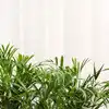 Areca Palm