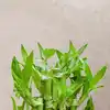 8 plants that flourish without soil
