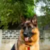 German Shepherd Best Household Dog Breeds Shepherd Temperament