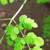 10 benefits of eating moringa leaves in your every day