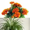 8 easy-to-grow winter plants for beginners at home