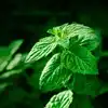 How to grow pudina at home in just 10 days: 9 quick tips