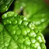 10 health benefits of mint that will amaze you