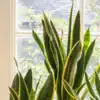 Air purifier extraordinaire