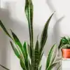 9 mind-blowing reasons to get a snake plant right now