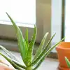 air plant names Large Airplant Grab Bag – Airplantcompany.com main image 1