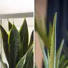 6 Indoor Plants That Can Survive Without Water For Weeks | EconomicTimes