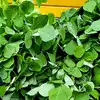 8 health-boosting raw leaves you should try