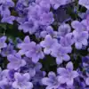 7 stunning purple flower plants to brighten your home