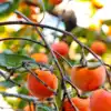 8 reasons to eat persimmons this winter