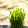 8 simple steps to grow wheatgrass at home