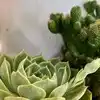 9 plants that boost productivity in your workspace