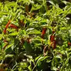 8 easy steps to grow chillies at home