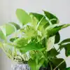 8 benefits of golden pothos in your bedroom