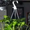plants that are safe for snakes Snake Plant Collection | Plant Bundles for Delivery main image 1